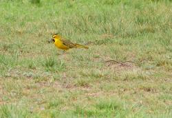 Photo Cardenal Amarillo