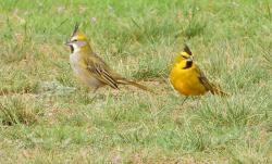 Photo Cardenal Amarillo