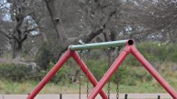 Foto Golondrina Ceja Blanca