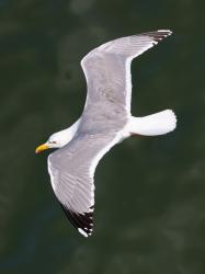 Foto Gaviota Patiamarilla