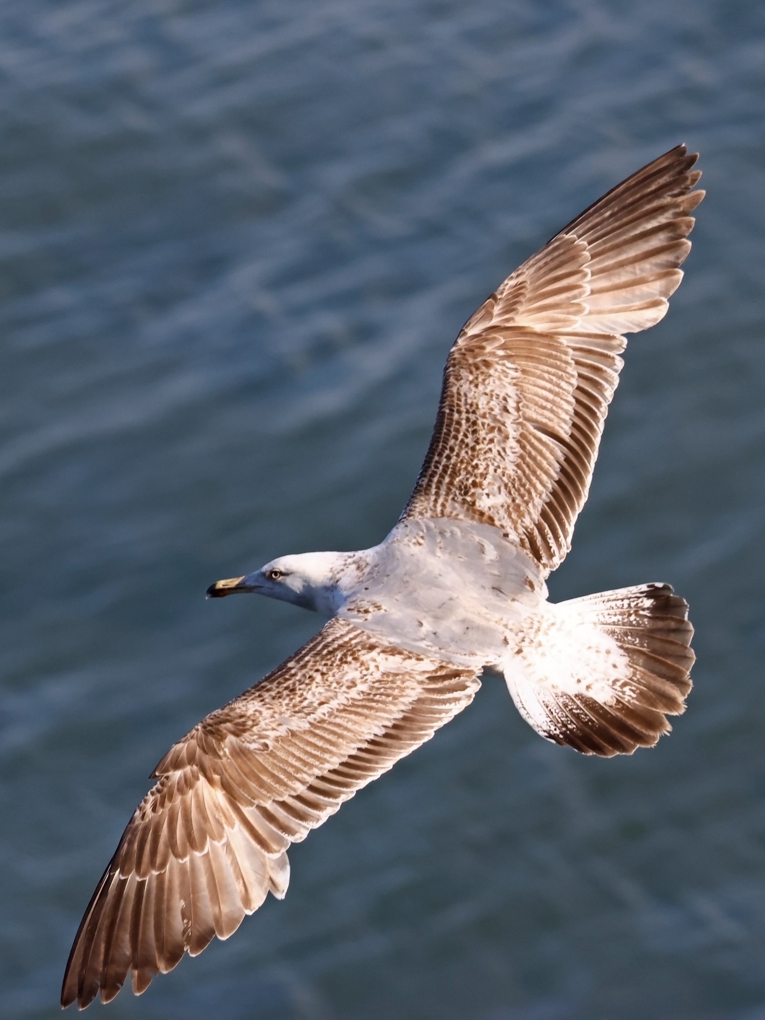 Foto Gaviota Patiamarilla