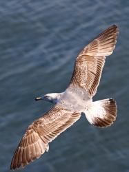 Foto Gaviota Patiamarilla