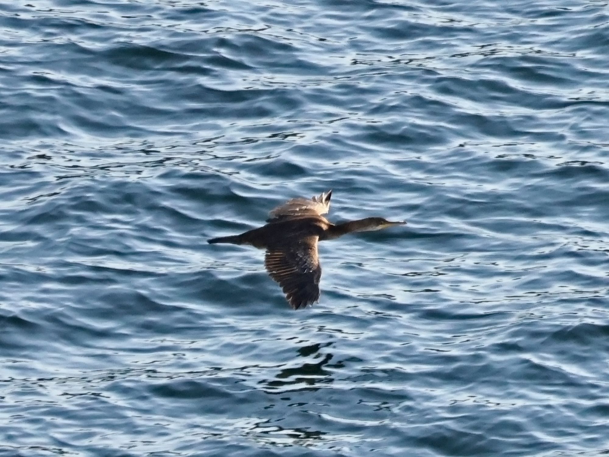 Gulosus&nbsp;aristotelis