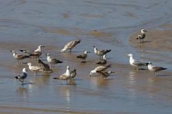 Foto Gaviota Patiamarilla