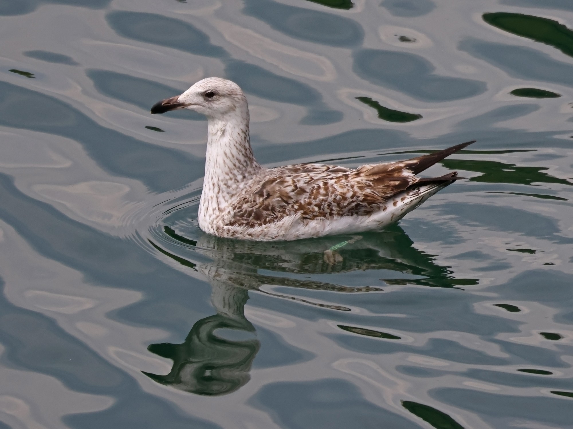 Foto Gaviota Dorsinegra Mayor