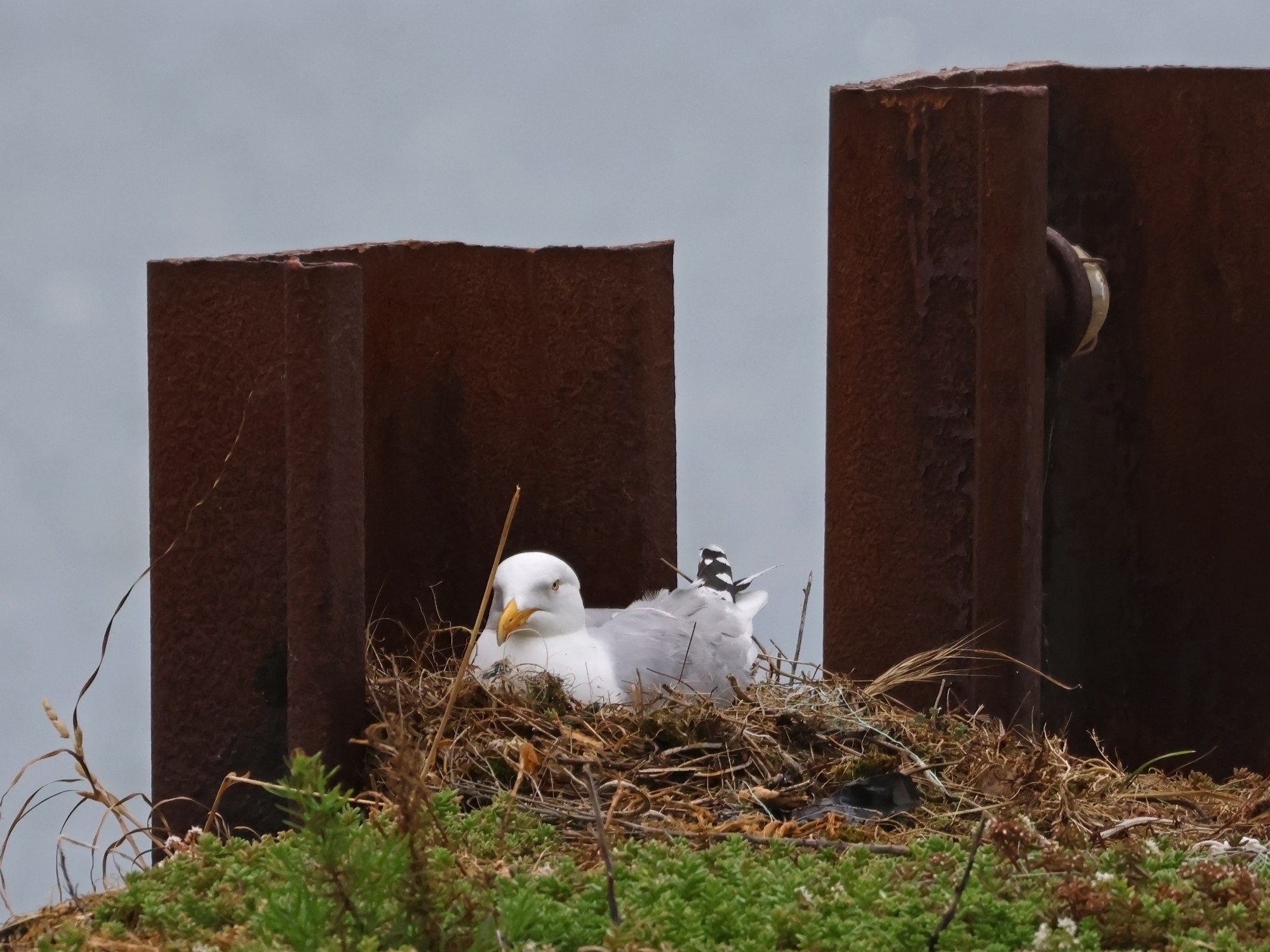 Foto Gaviota Argéntea