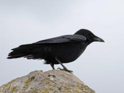 Foto Corneja Negra