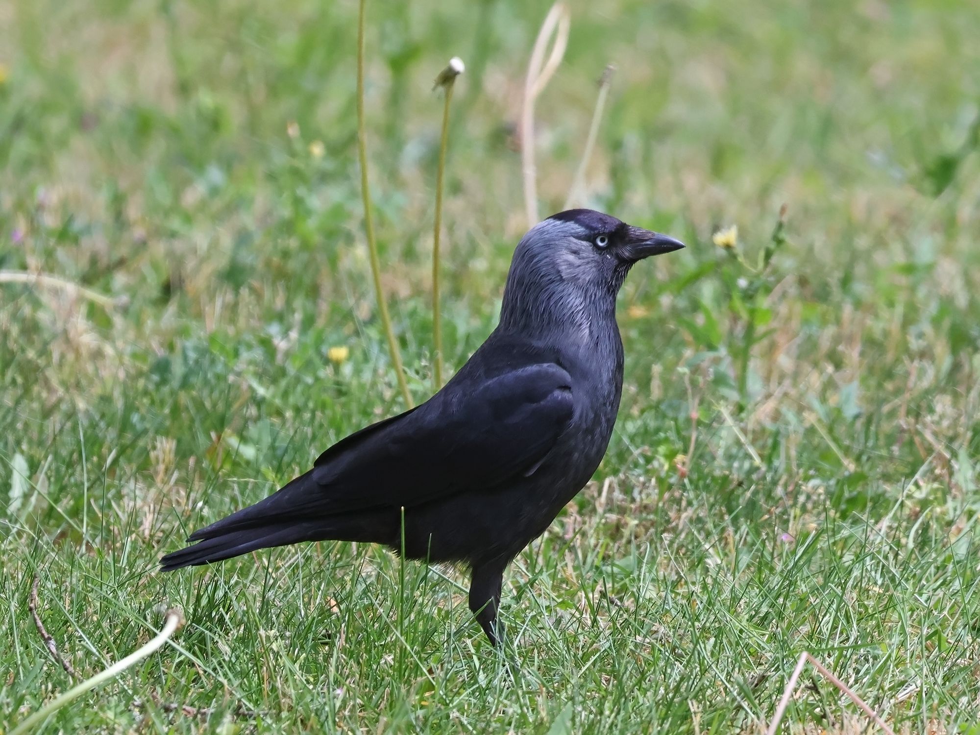Photo Grajilla