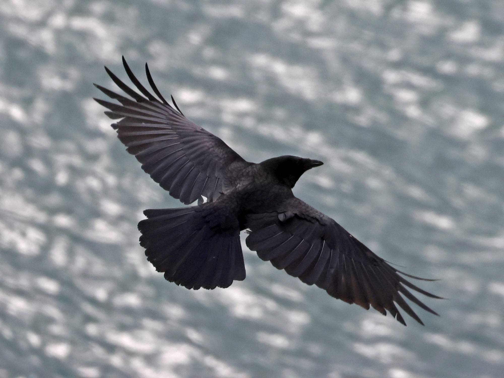 Corneja Negra (Corvus corone)