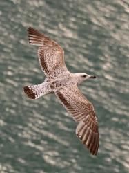 Photo Gaviota Argéntea