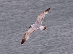Photo Gaviota Argéntea