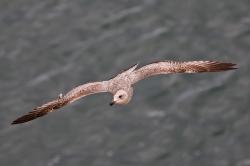 Foto Gaviota Dorsinegra Mayor