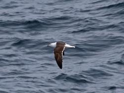 Foto Gaviota Dorsinegra Mayor