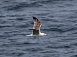 Foto Gaviota Dorsinegra Mayor