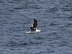 Foto Gaviota Dorsinegra Mayor
