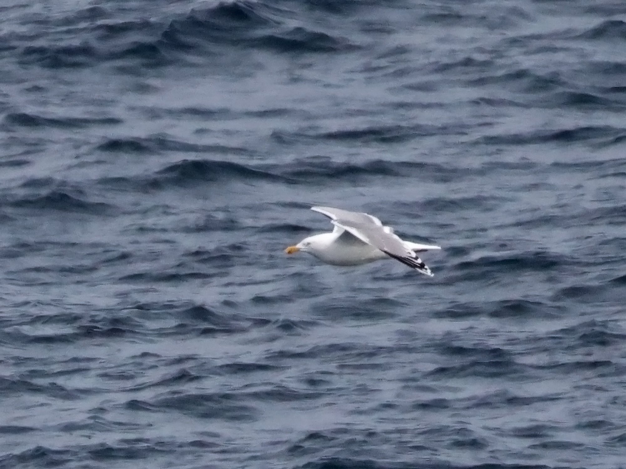 Larus&nbsp;argentatus