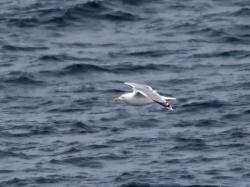 Photo Gaviota Argéntea