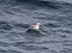  (Fulmarus glacialis)