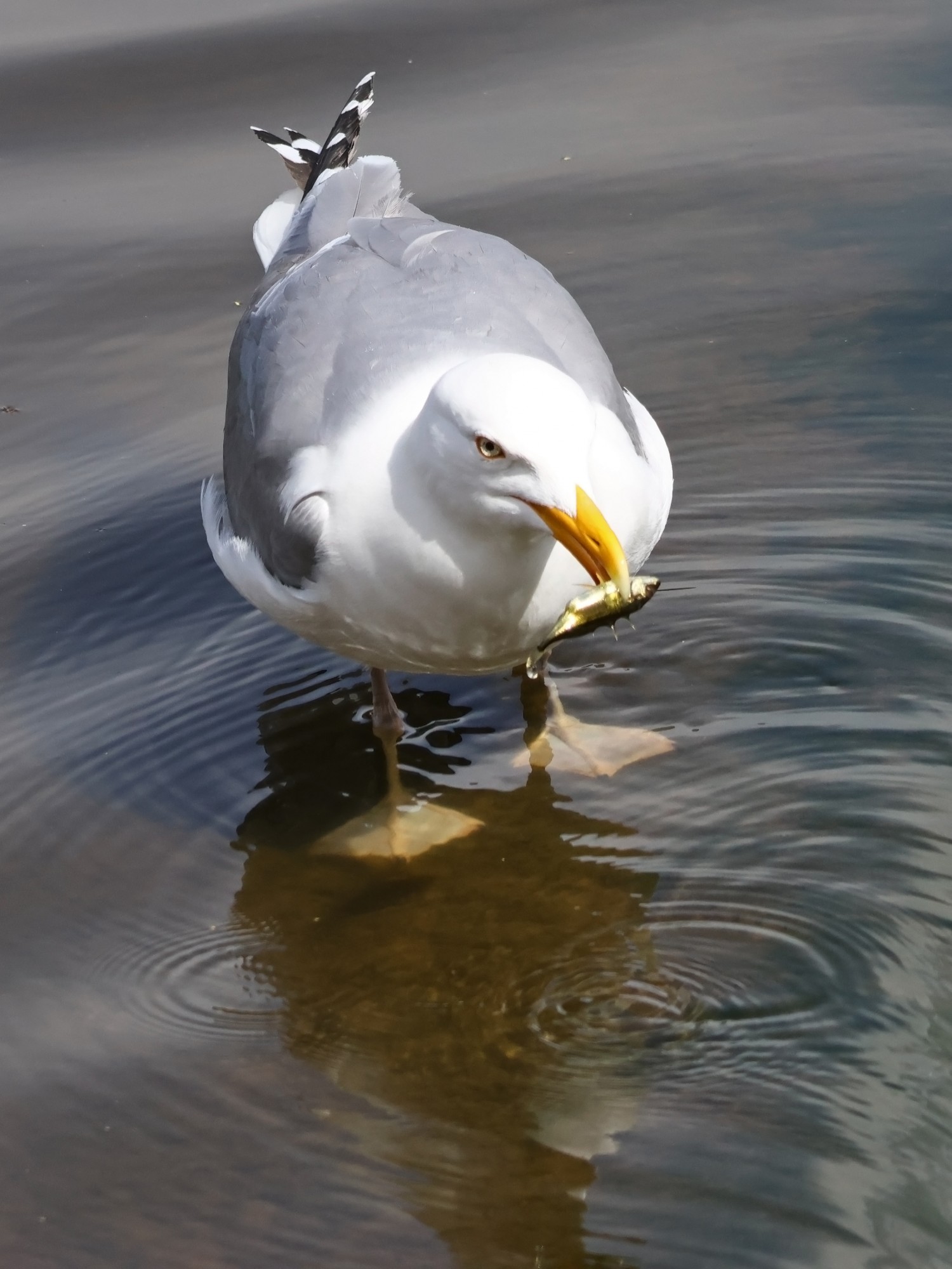 Foto Gaviota Argéntea