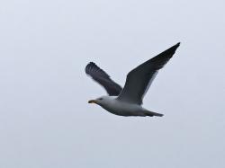 Foto Gaviota Dorsinegra Mayor