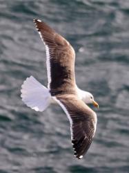 Foto Gaviota Dorsinegra Mayor