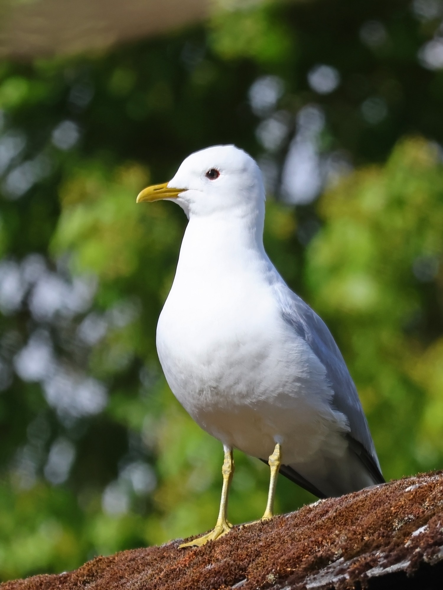Foto Gaviota Cana