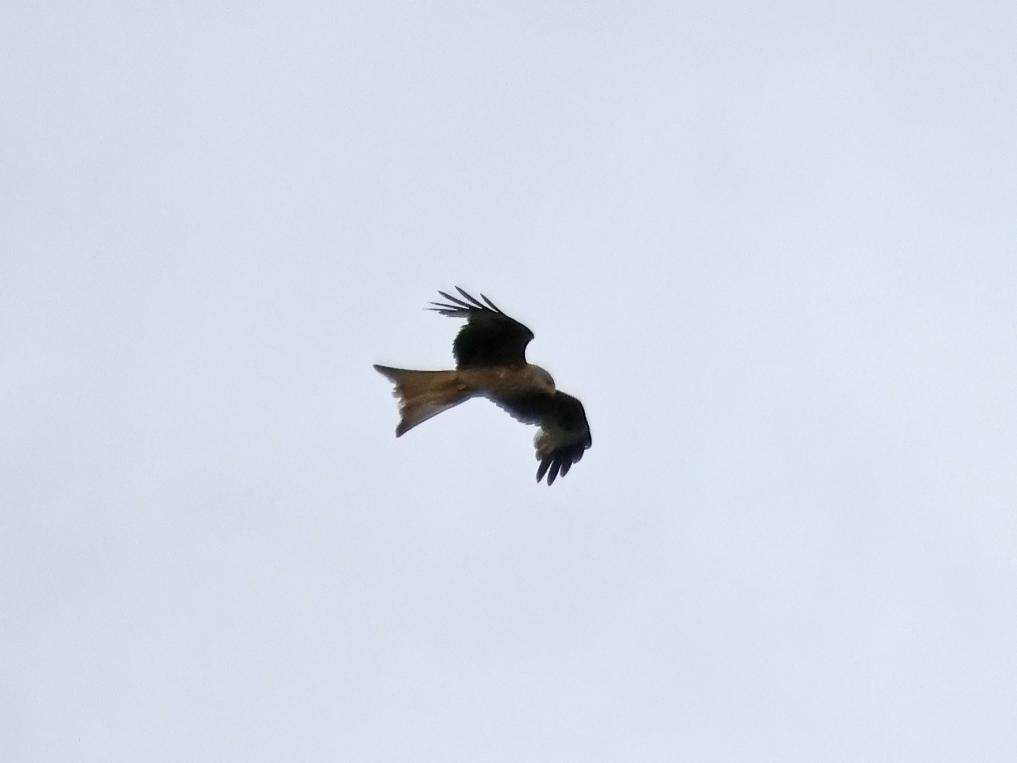 Milvus&nbsp;milvus