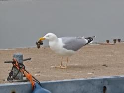 Photo Gaviota Argéntea