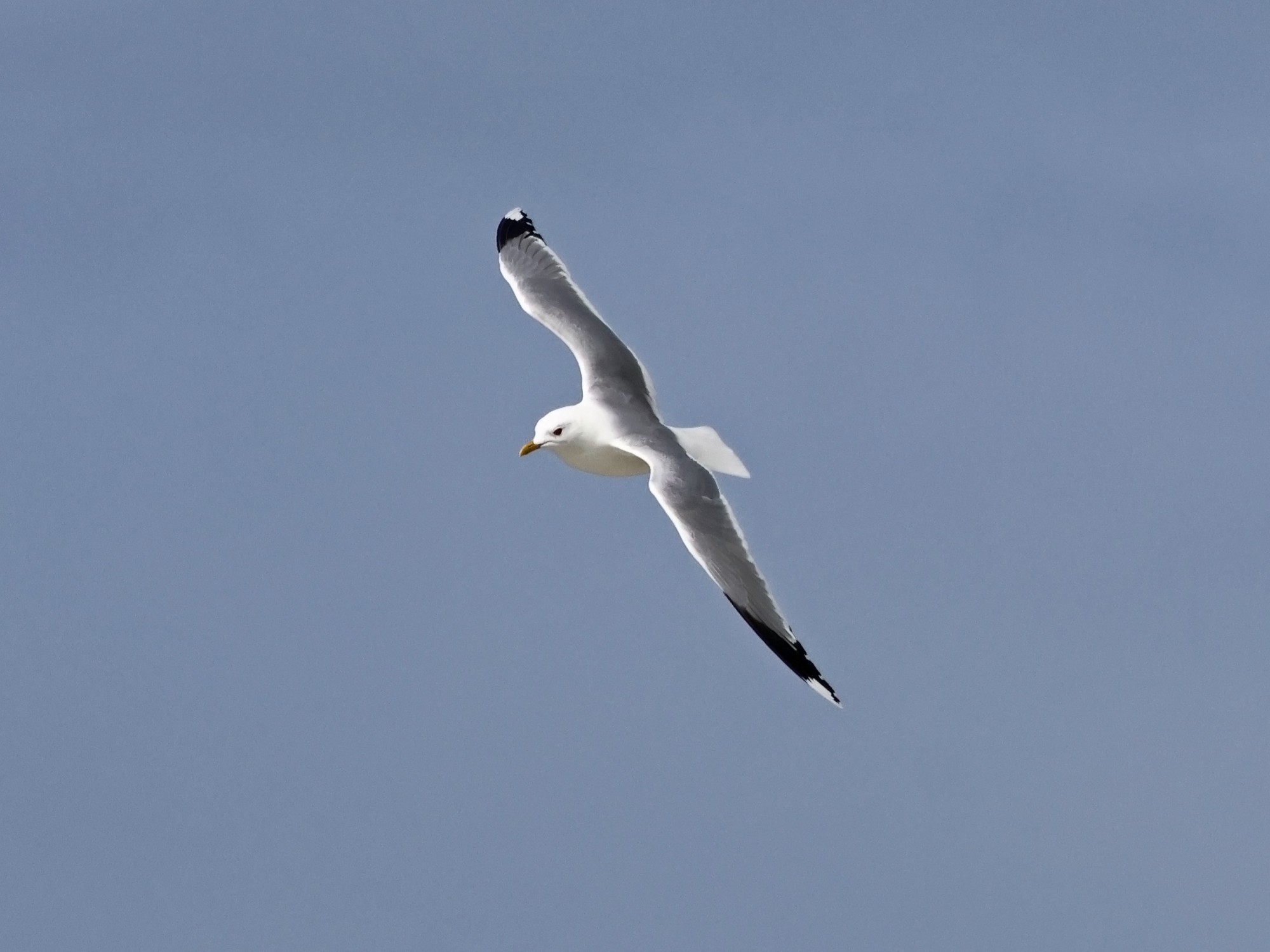 Foto Gaviota Cana