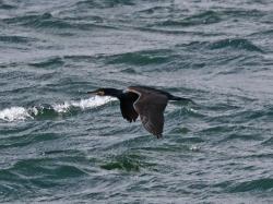 Foto Cormorán Grande
