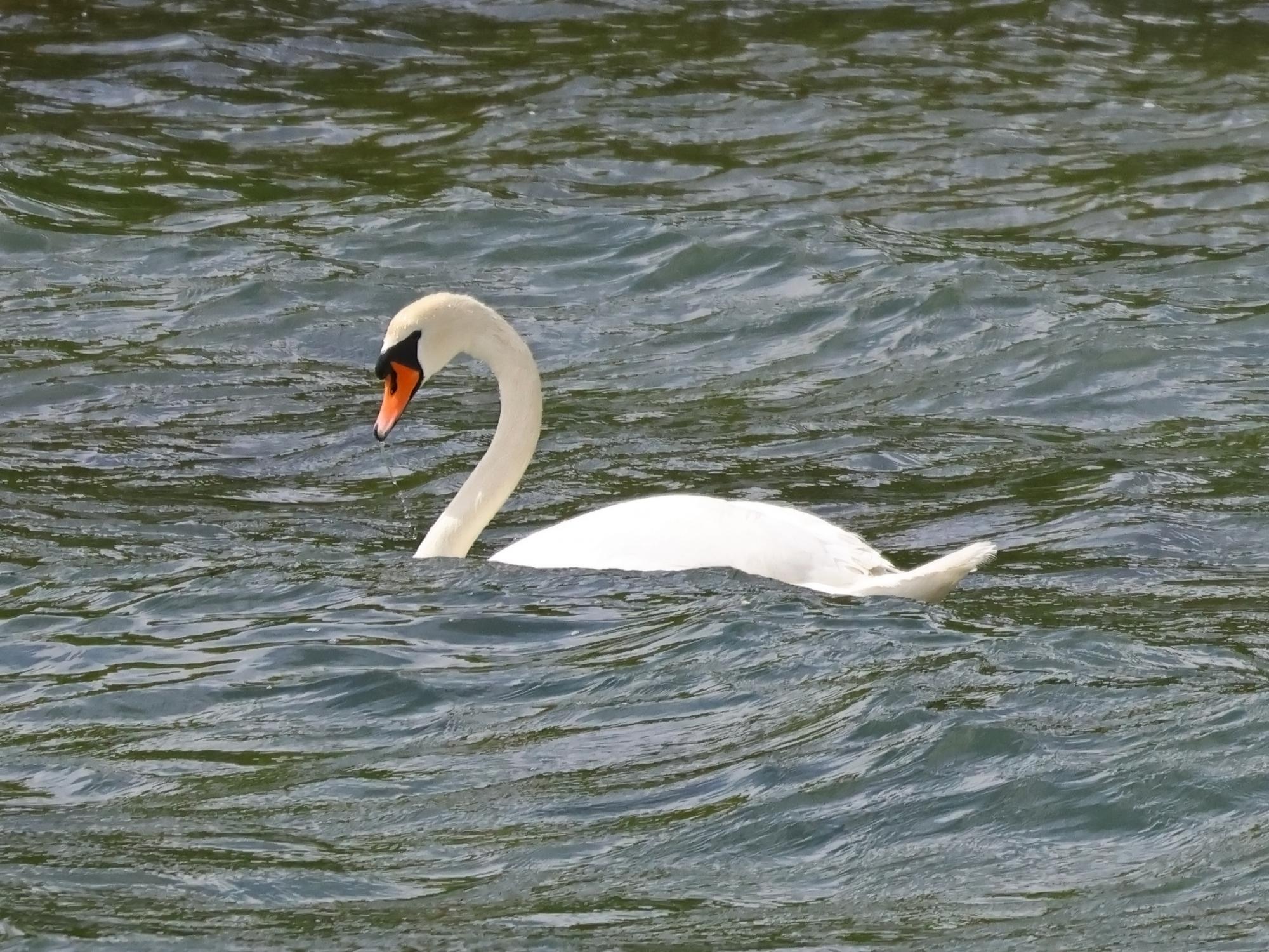 Foto Cisne Vulgar
