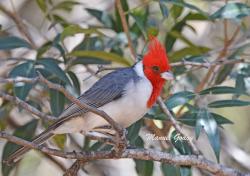 Foto Cardenal Común