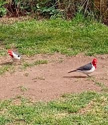 Foto Cardenal Común