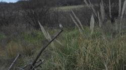 Foto Calandria Real