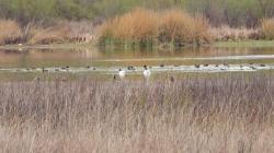 Foto Cisne Cuello Negro