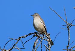 Photo Calandria Real
