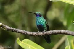 Photo Colibrí Grande