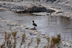Photo Pato Maicero