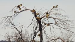 Foto Loro Barranquero