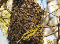 Foto Abeja Europea
