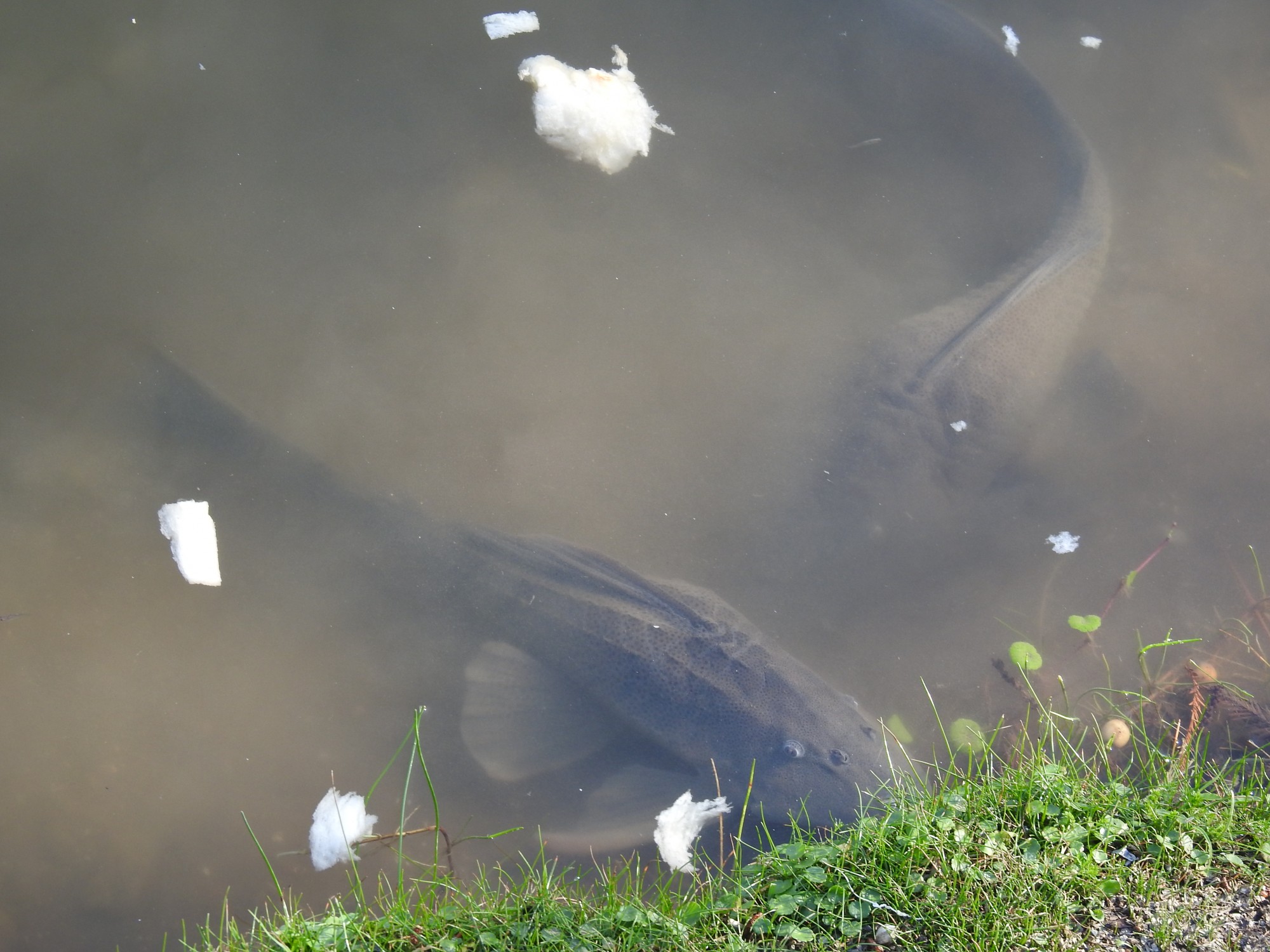 Hypostomus&nbsp;sp.