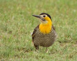 Photo Carpintero Campestre