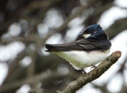Foto Golondrina Ceja Blanca