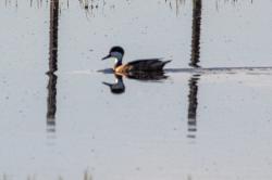 Foto Pato Gargantilla