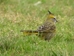 Foto Cardenal Amarillo