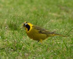 Foto Cardenal Amarillo