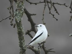 Foto Monjita Blanca