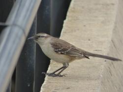 Photo Calandria Grande