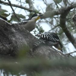 Foto Carpintero del Cardón
