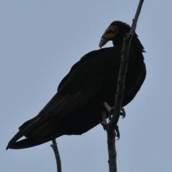 Foto Jote Cabeza Amarilla